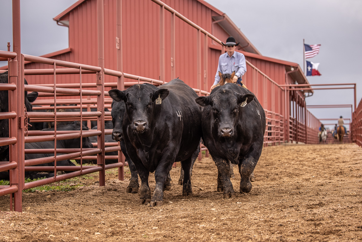44Farms_Cameron_BullSale_Feb2021-523995