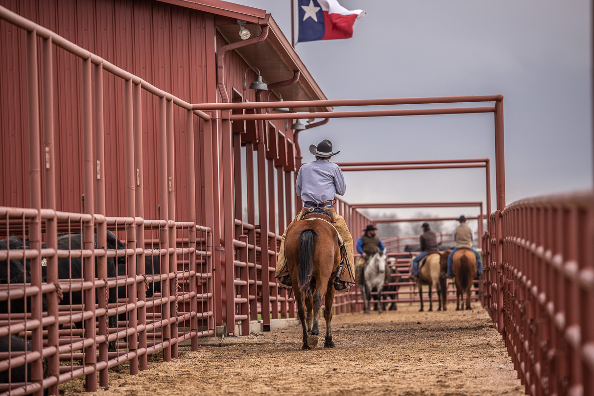 44Farms_Cameron_BullSale_Feb2021-524021
