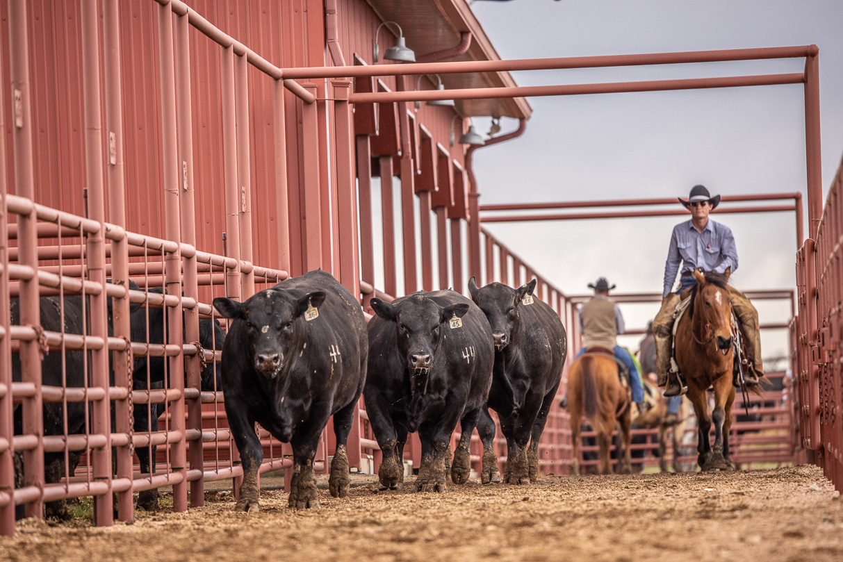 44Farms_Cameron_BullSale_Feb2021-524039
