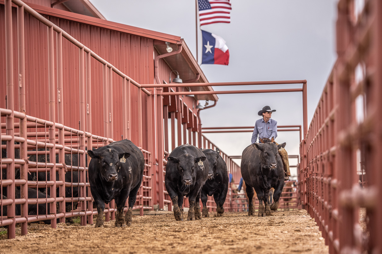 44Farms_Cameron_BullSale_Feb2021-524056