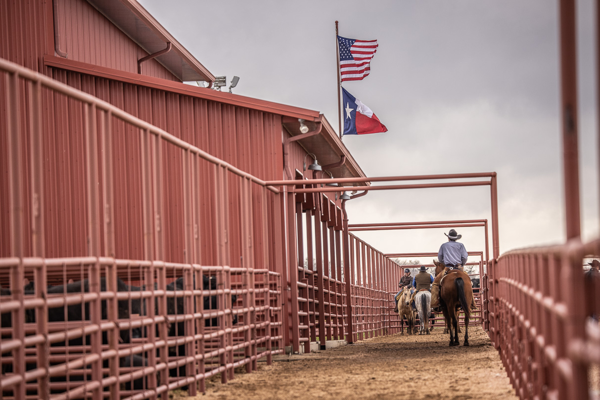 44Farms_Cameron_BullSale_Feb2021-524105