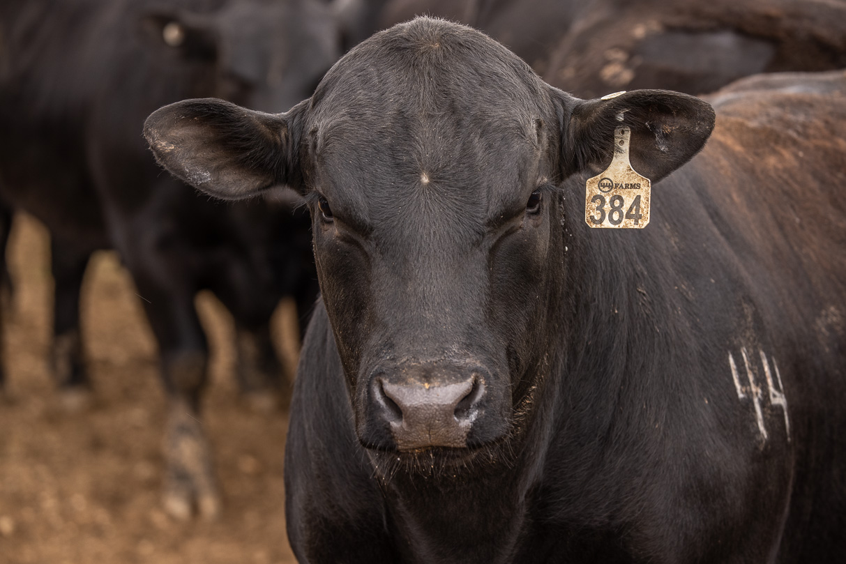 44Farms_Cameron_BullSale_Feb2021-524111