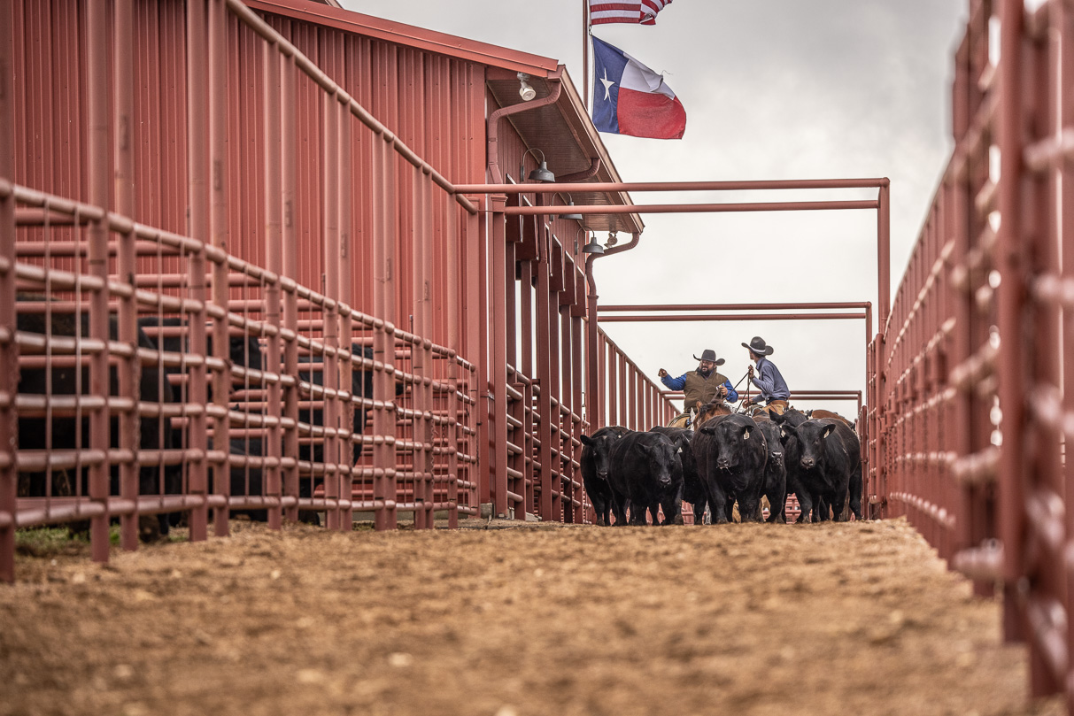 44Farms_Cameron_BullSale_Feb2021-524114