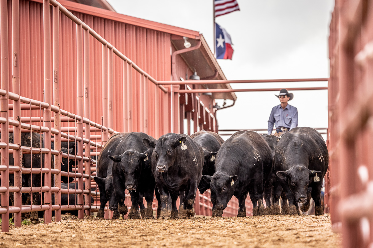 44Farms_Cameron_BullSale_Feb2021-524142