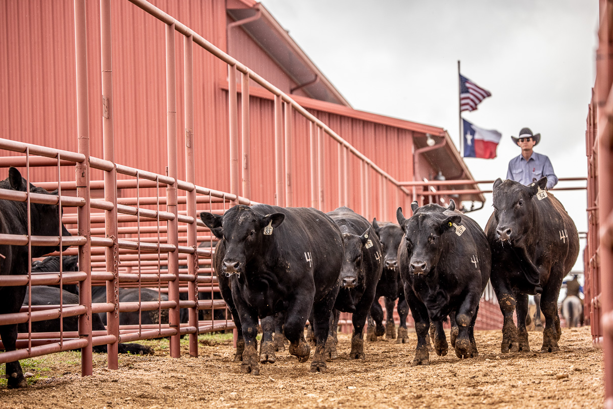 44Farms_Cameron_BullSale_Feb2021-524166