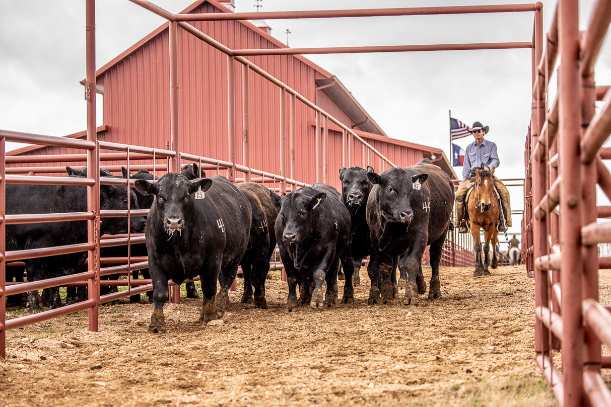 44Farms_Cameron_BullSale_Feb2021-524182