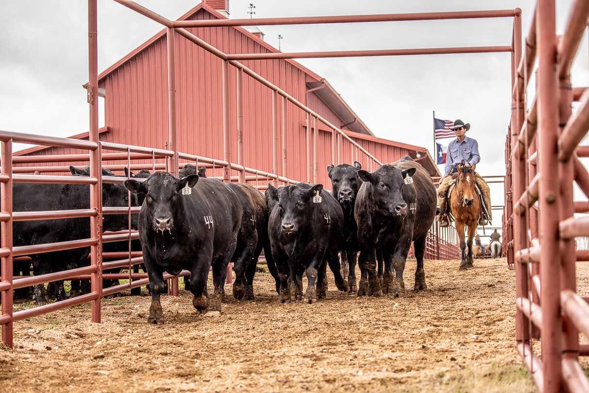 44Farms_Cameron_BullSale_Feb2021-524183