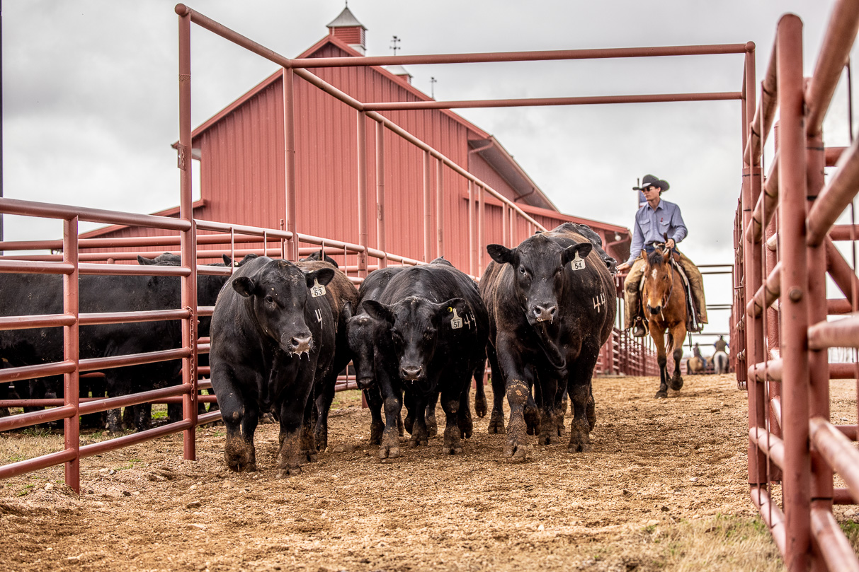 44Farms_Cameron_BullSale_Feb2021-524188