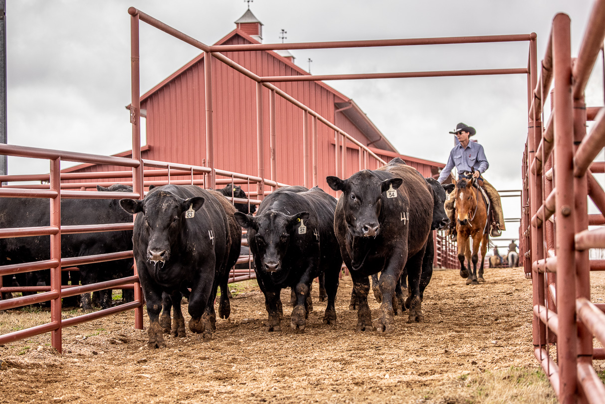 44Farms_Cameron_BullSale_Feb2021-524191