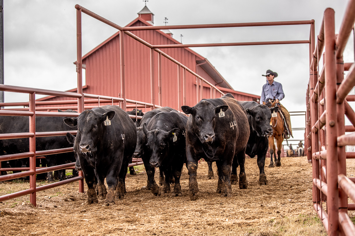 44Farms_Cameron_BullSale_Feb2021-524192