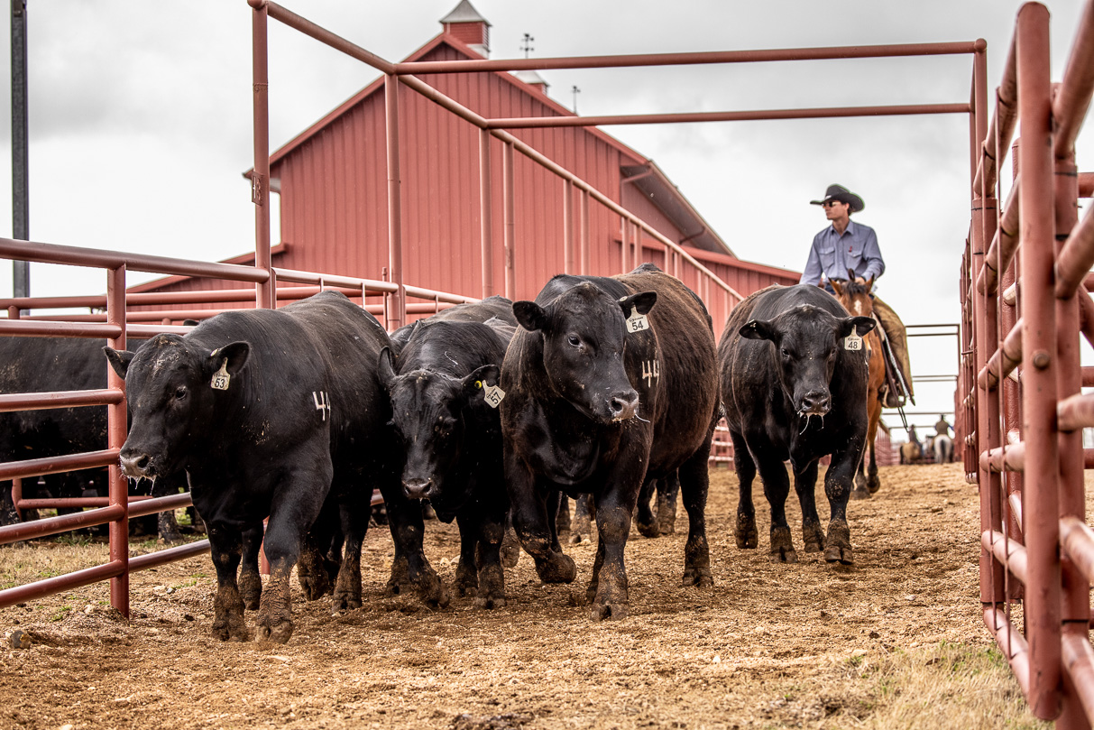 44Farms_Cameron_BullSale_Feb2021-524196