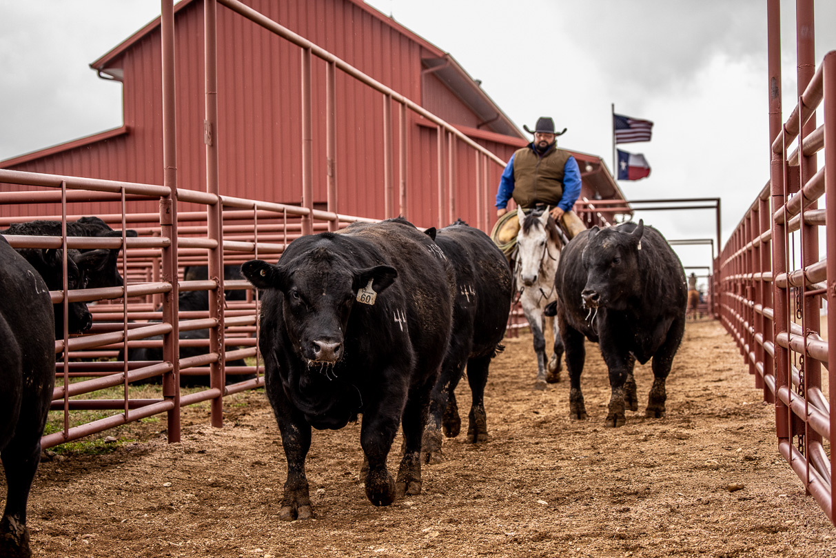 44Farms_Cameron_BullSale_Feb2021-524266