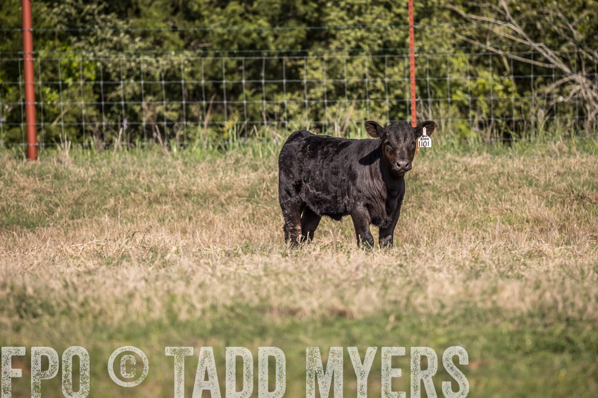 TMyers_44Farms_Cameron_March2021-3983-1