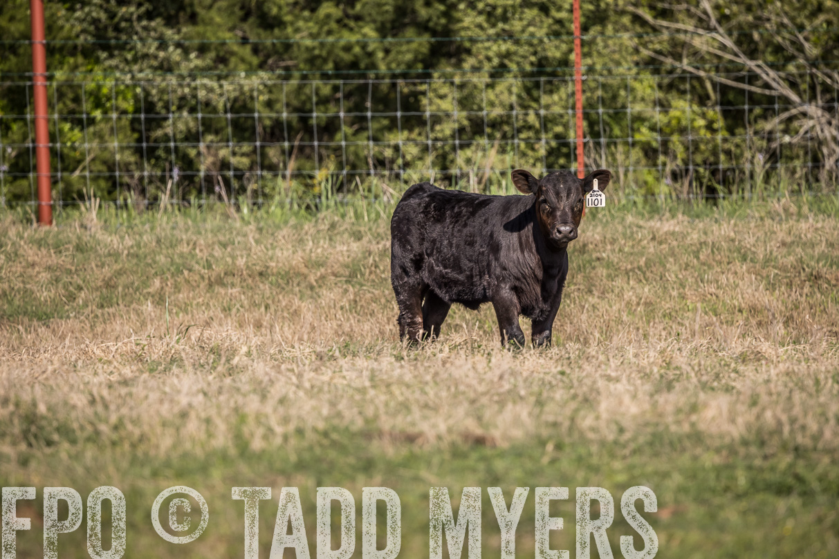 TMyers_44Farms_Cameron_March2021-3983