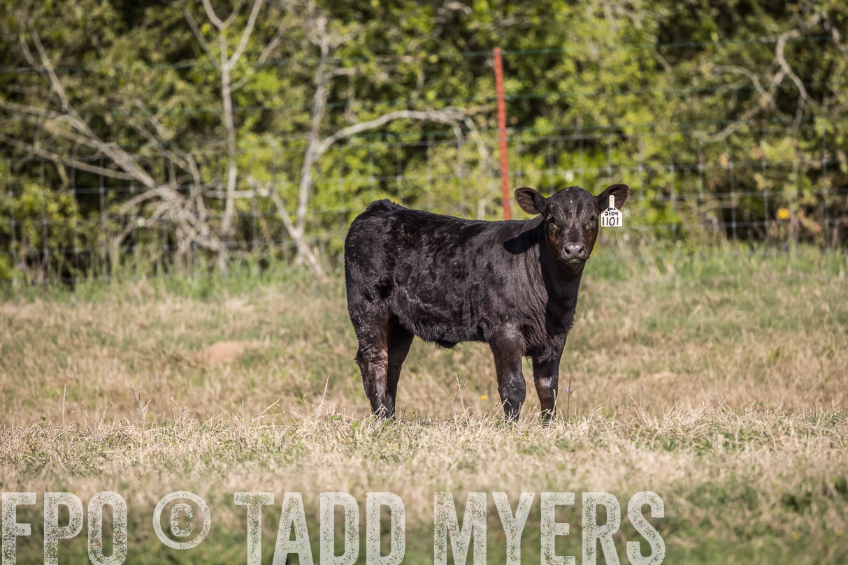 TMyers_44Farms_Cameron_March2021-3987