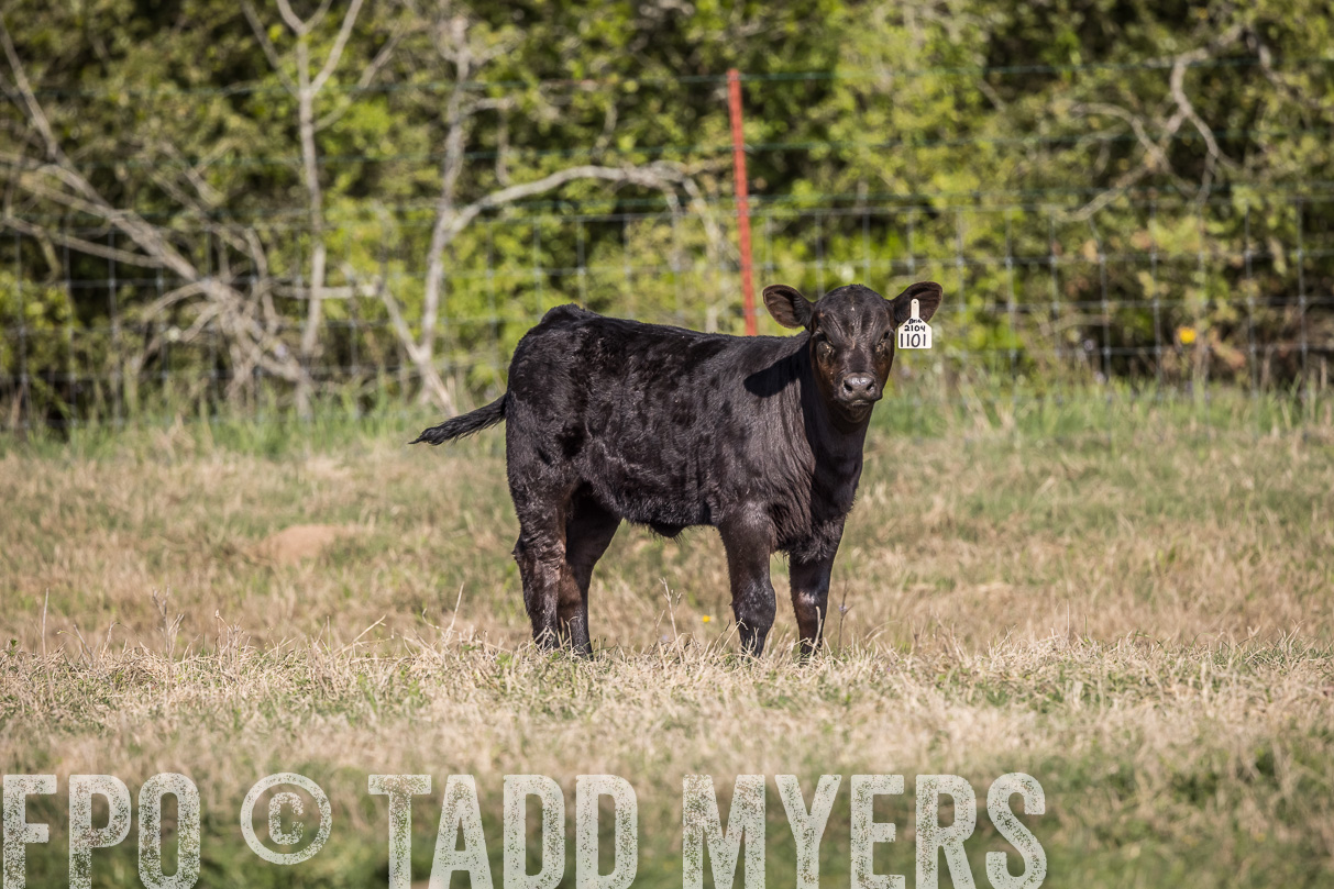 TMyers_44Farms_Cameron_March2021-3990