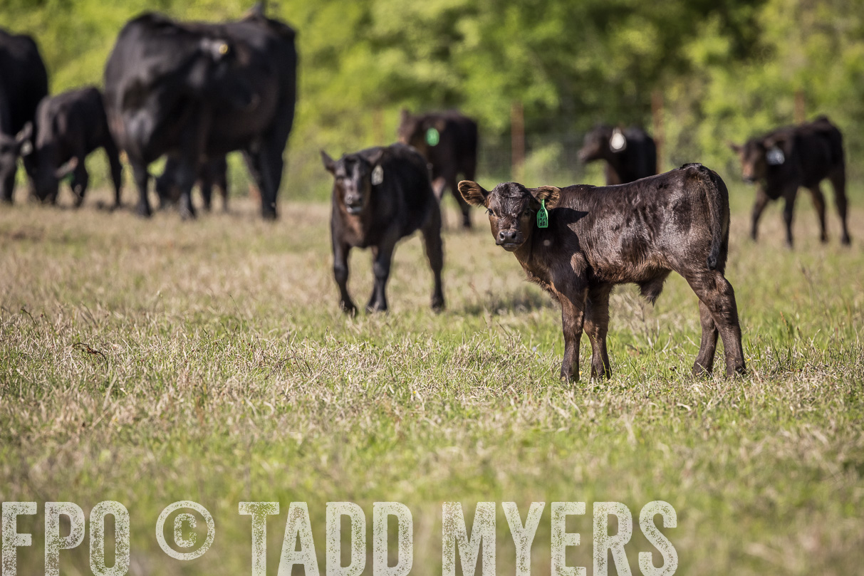 TMyers_44Farms_Cameron_March2021-3991