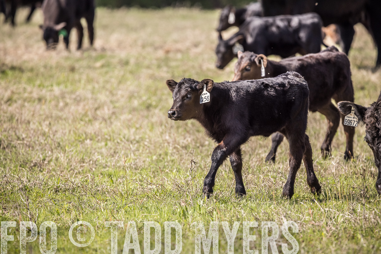TMyers_44Farms_Cameron_March2021-3996