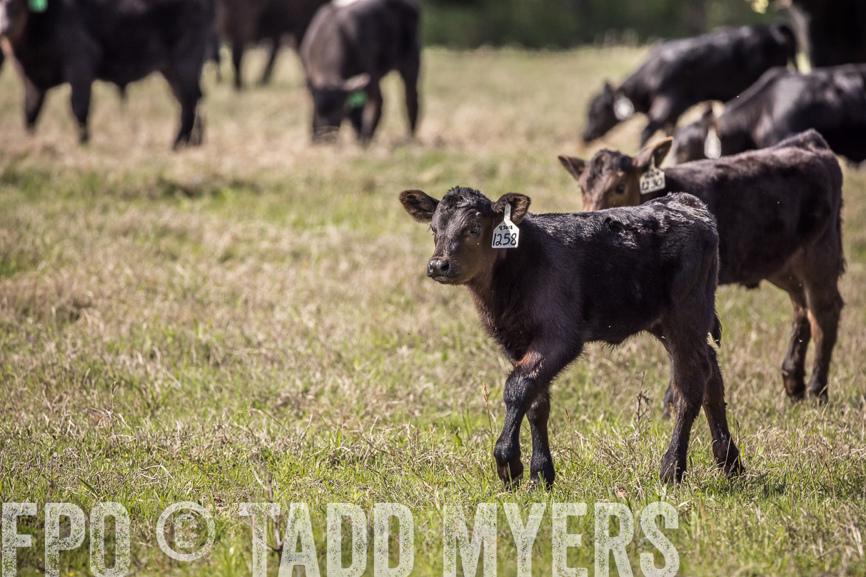 TMyers_44Farms_Cameron_March2021-3998