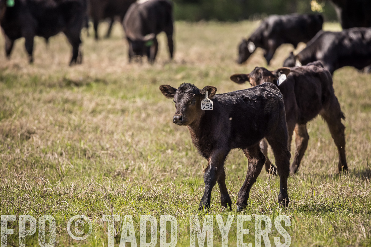 TMyers_44Farms_Cameron_March2021-3999