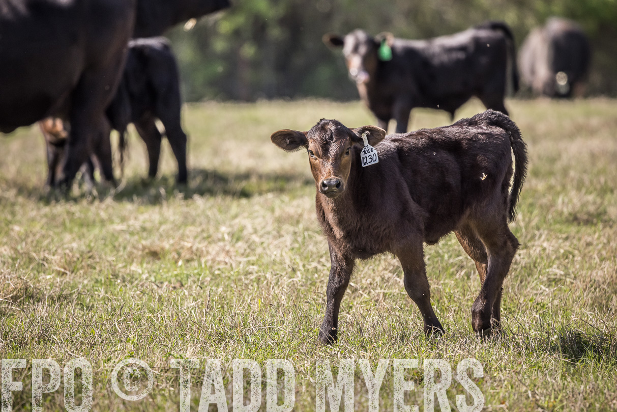 TMyers_44Farms_Cameron_March2021-4002