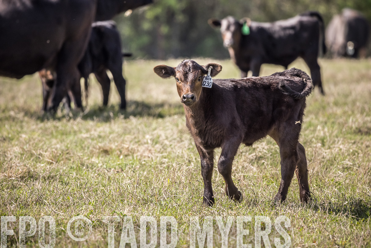 TMyers_44Farms_Cameron_March2021-4003
