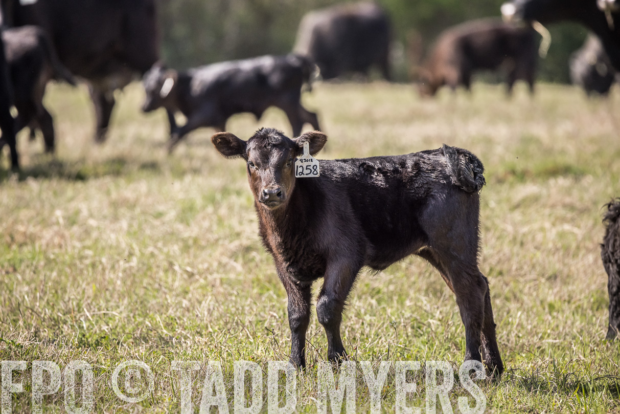 TMyers_44Farms_Cameron_March2021-4008