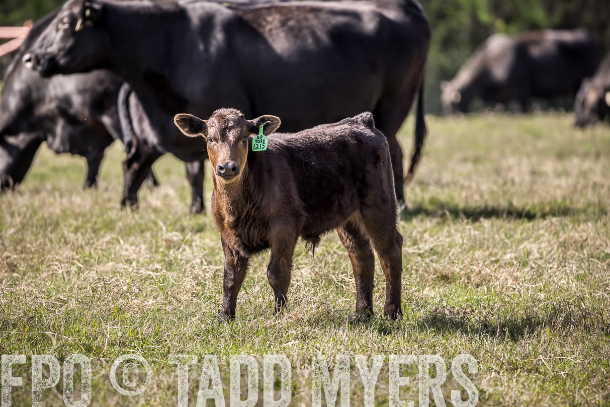 TMyers_44Farms_Cameron_March2021-4012