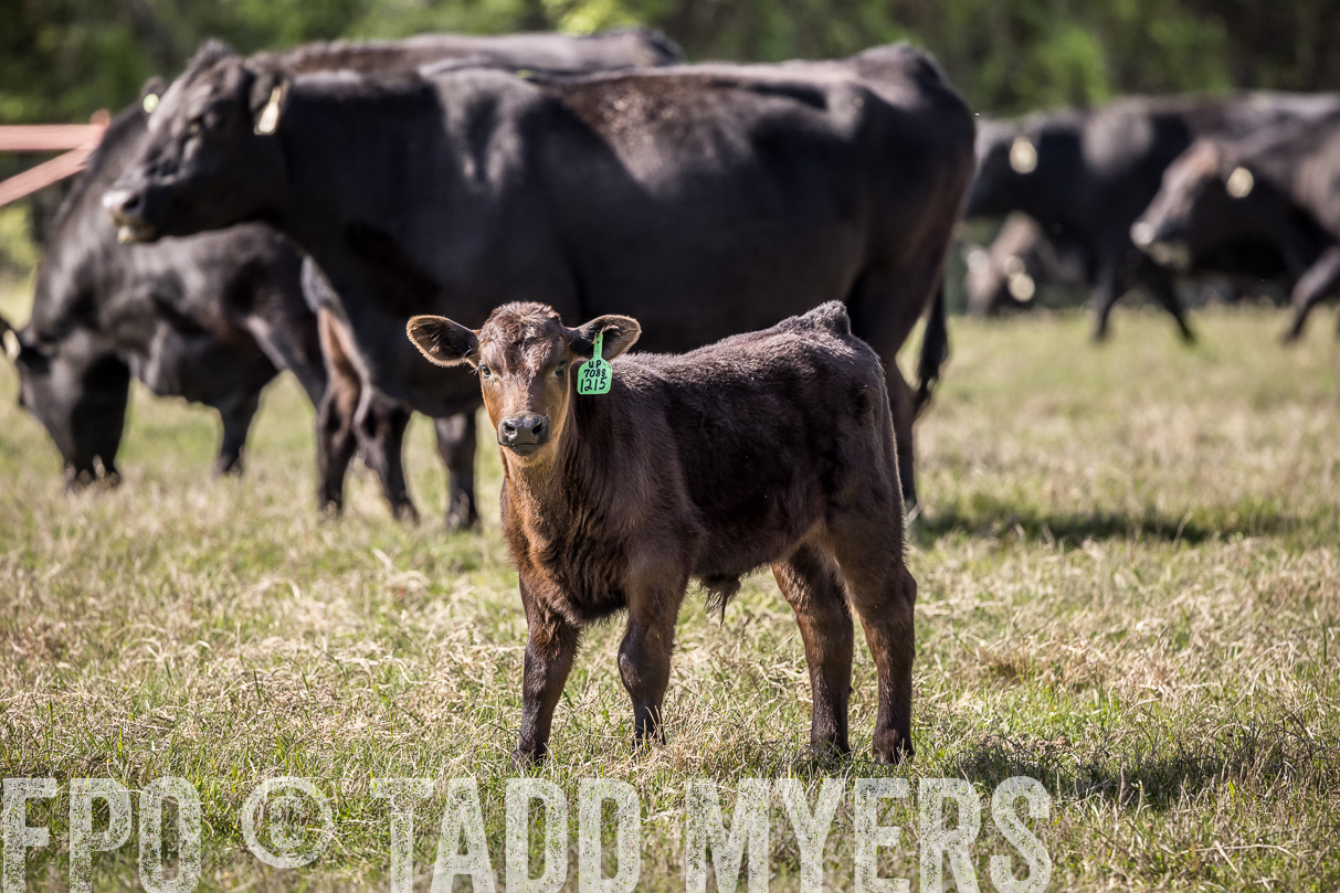 TMyers_44Farms_Cameron_March2021-4014