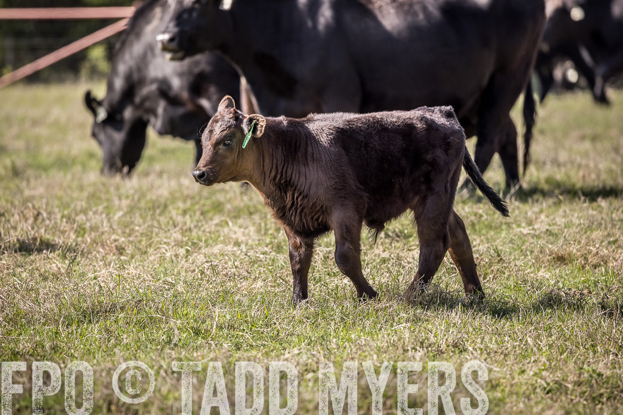 TMyers_44Farms_Cameron_March2021-4016