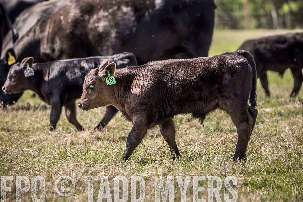 TMyers_44Farms_Cameron_March2021-4018