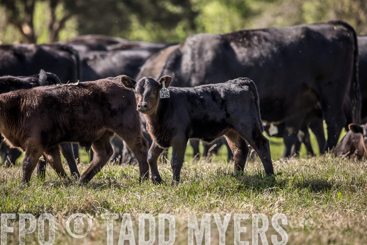 TMyers_44Farms_Cameron_March2021-4024