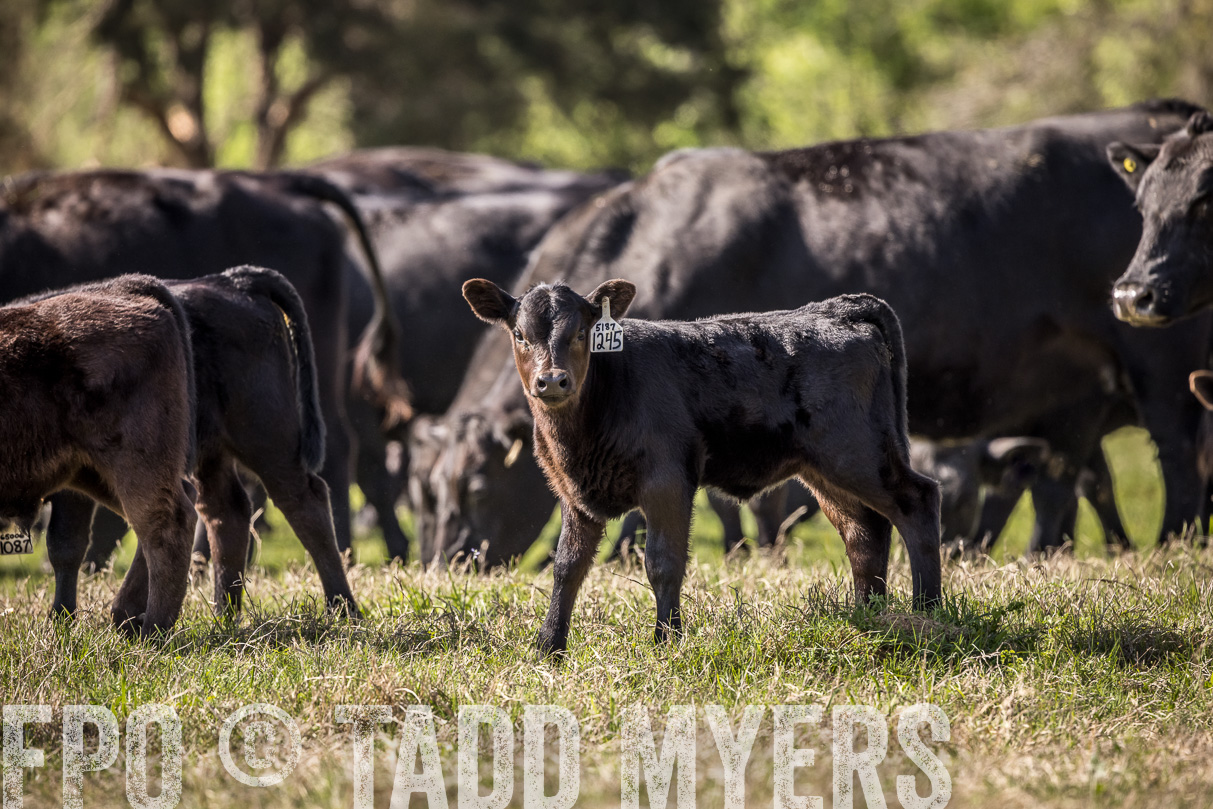 TMyers_44Farms_Cameron_March2021-4026-1