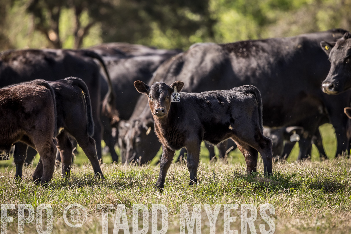 TMyers_44Farms_Cameron_March2021-4026