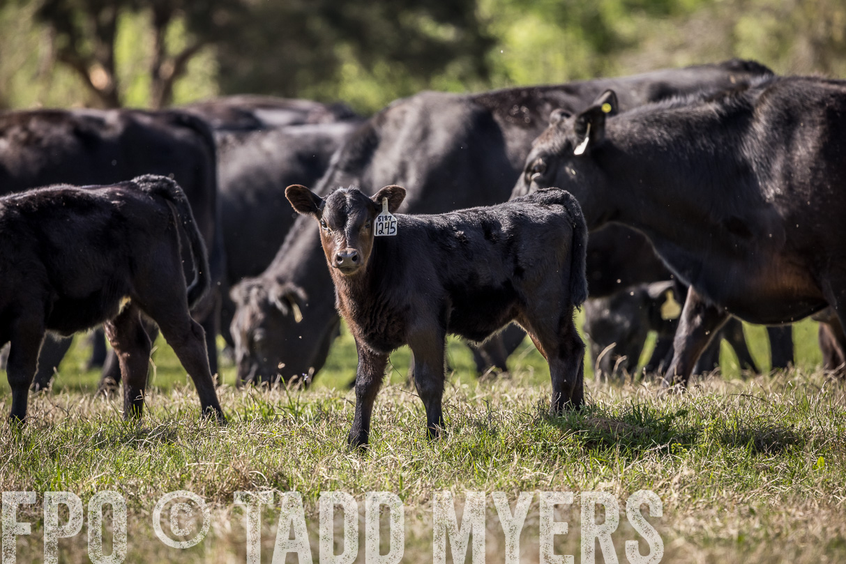 TMyers_44Farms_Cameron_March2021-4027