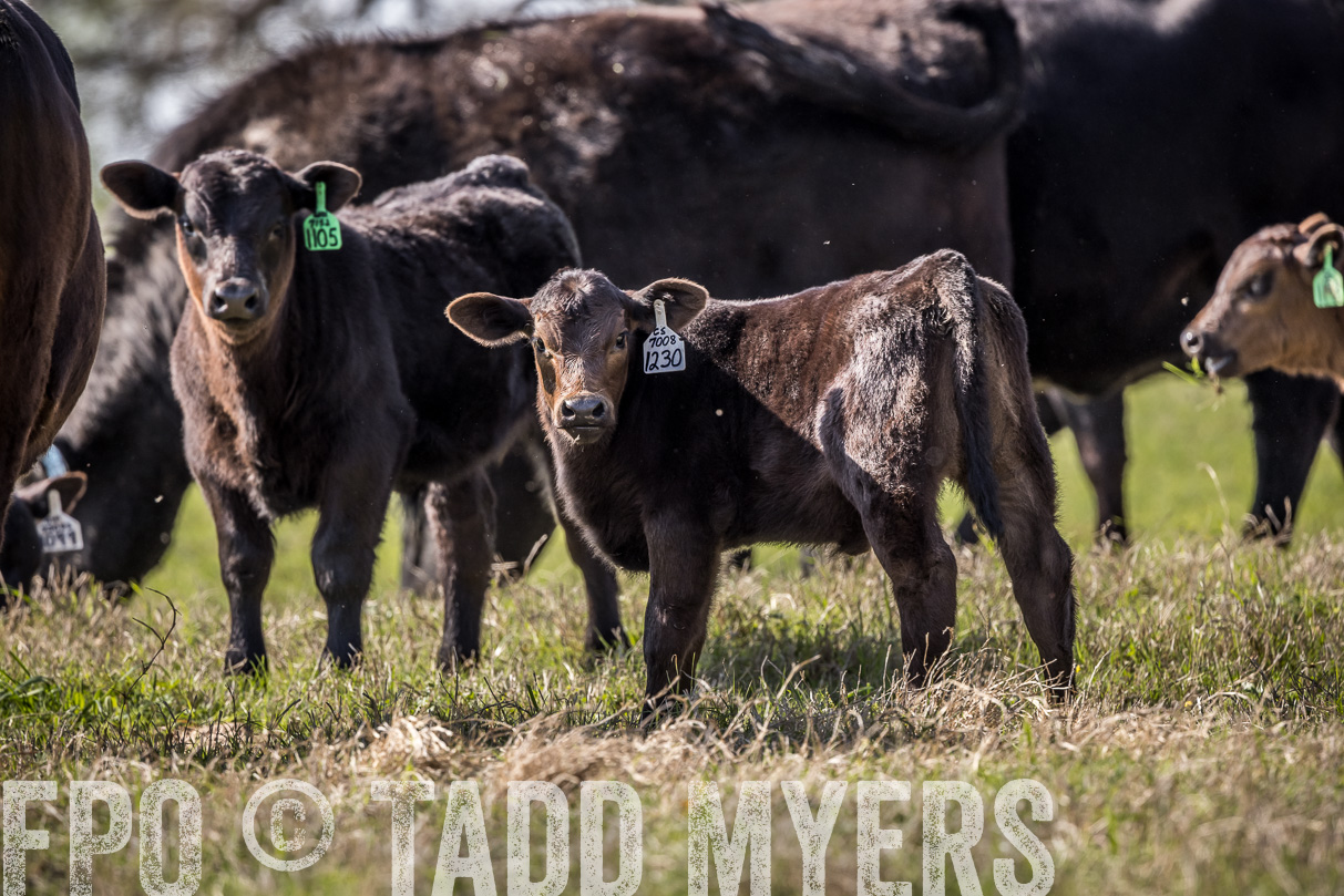 TMyers_44Farms_Cameron_March2021-4030