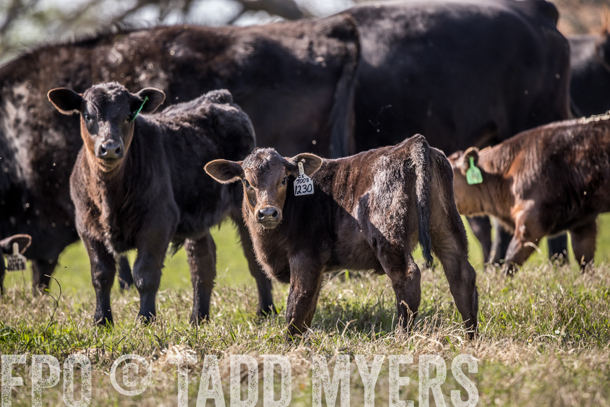 TMyers_44Farms_Cameron_March2021-4034
