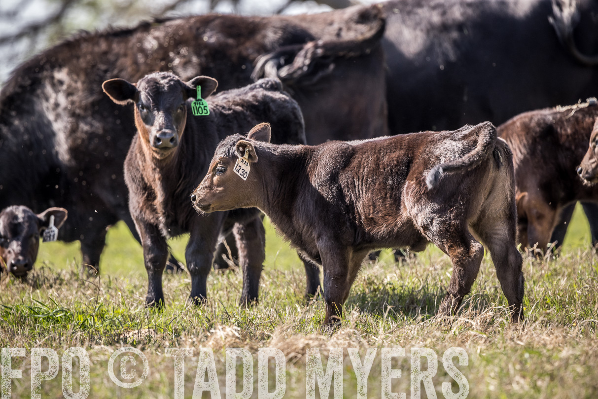 TMyers_44Farms_Cameron_March2021-4036