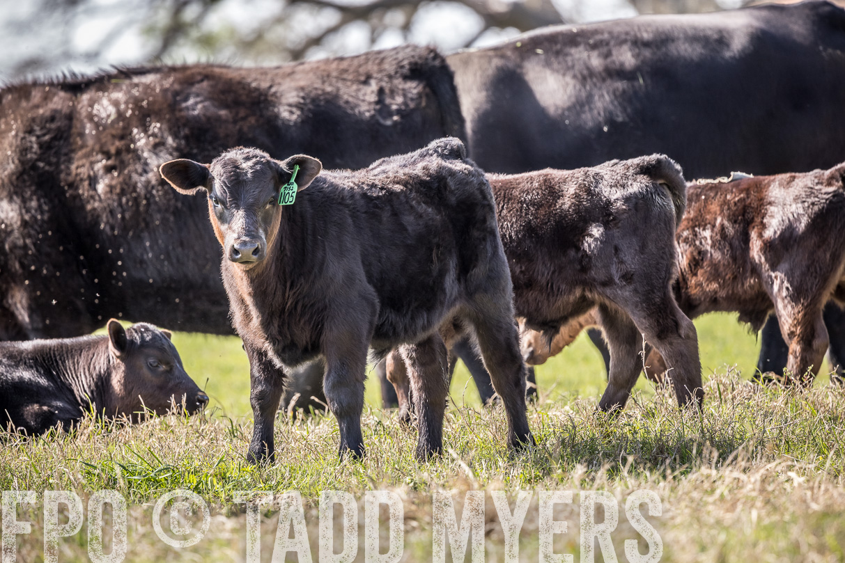 TMyers_44Farms_Cameron_March2021-4043