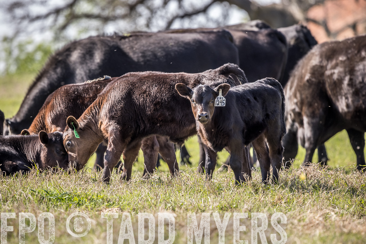 TMyers_44Farms_Cameron_March2021-4048