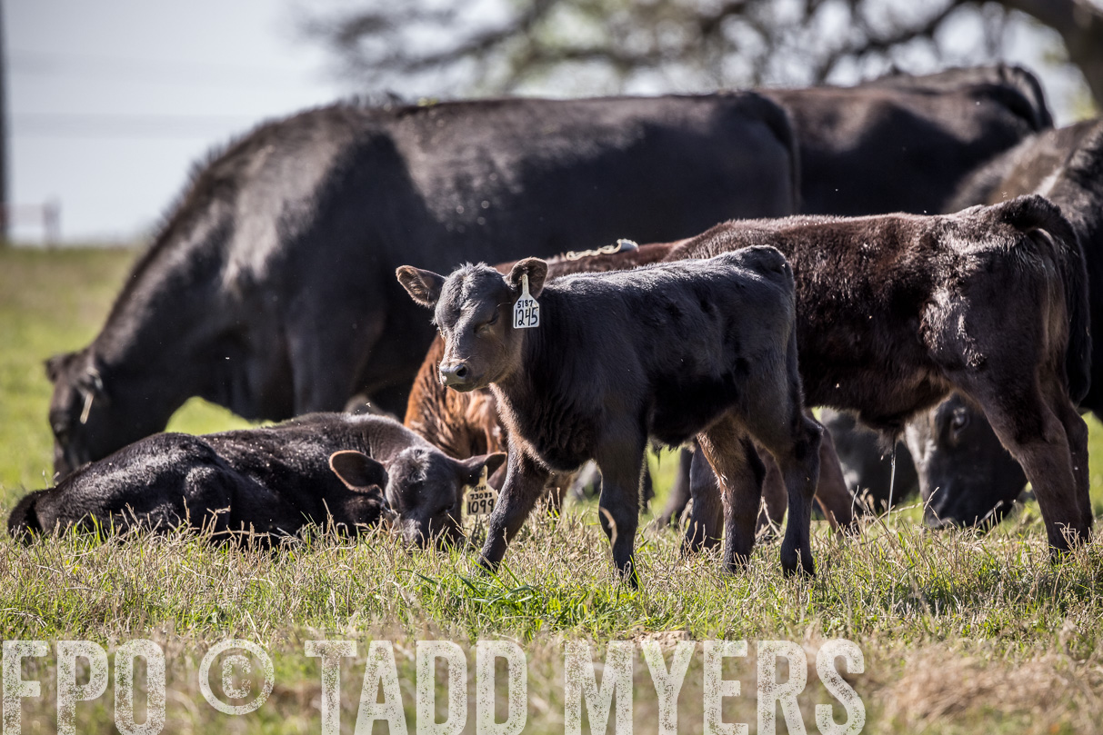 TMyers_44Farms_Cameron_March2021-4051