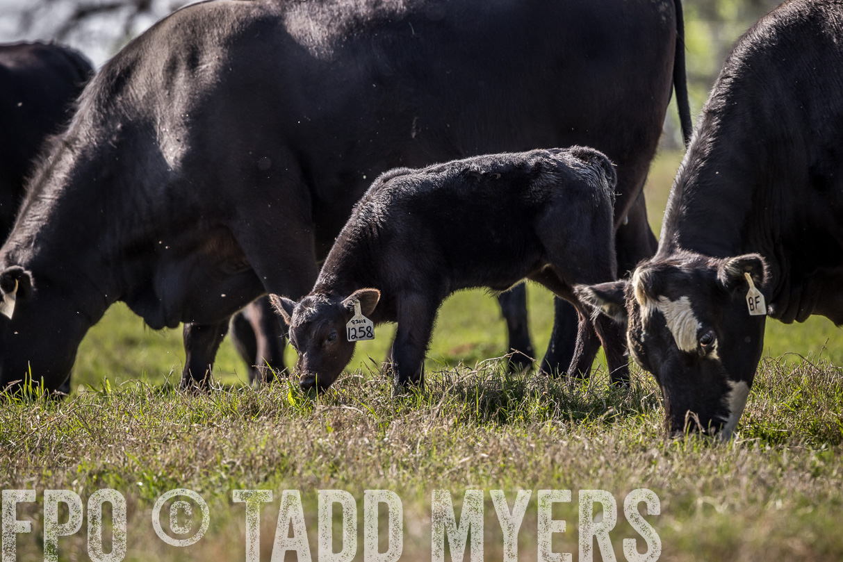 TMyers_44Farms_Cameron_March2021-4055