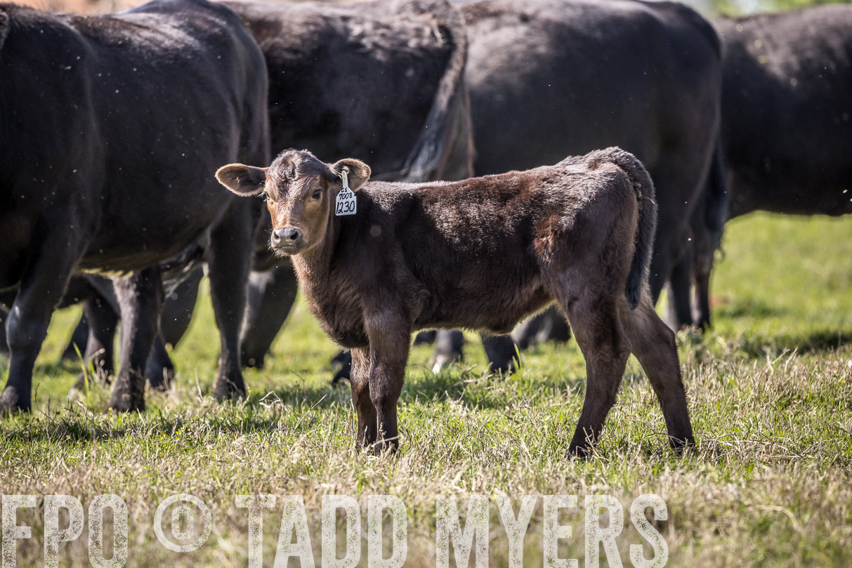 TMyers_44Farms_Cameron_March2021-4060