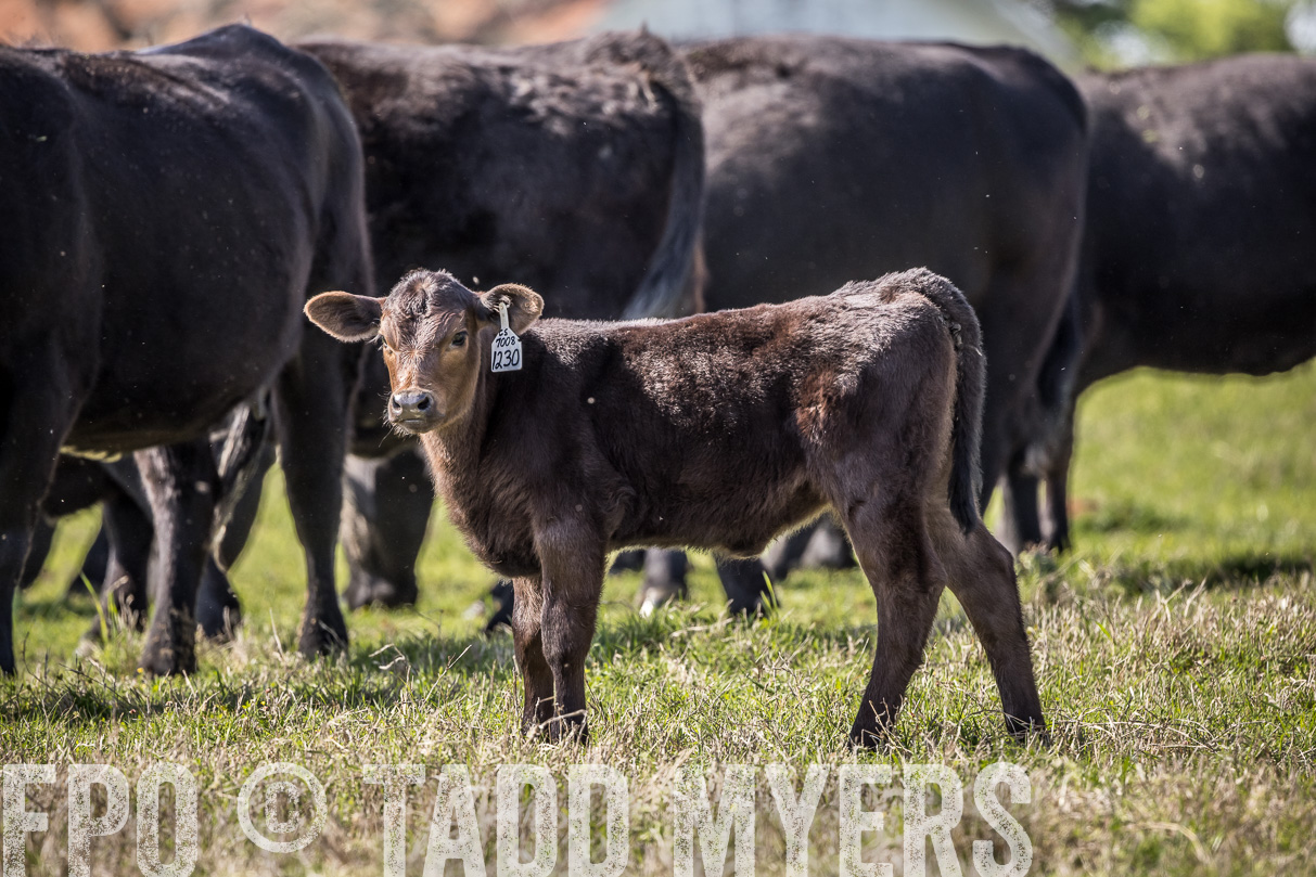 TMyers_44Farms_Cameron_March2021-4062