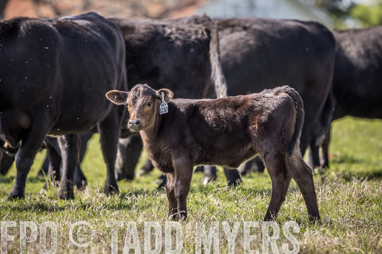 TMyers_44Farms_Cameron_March2021-4064
