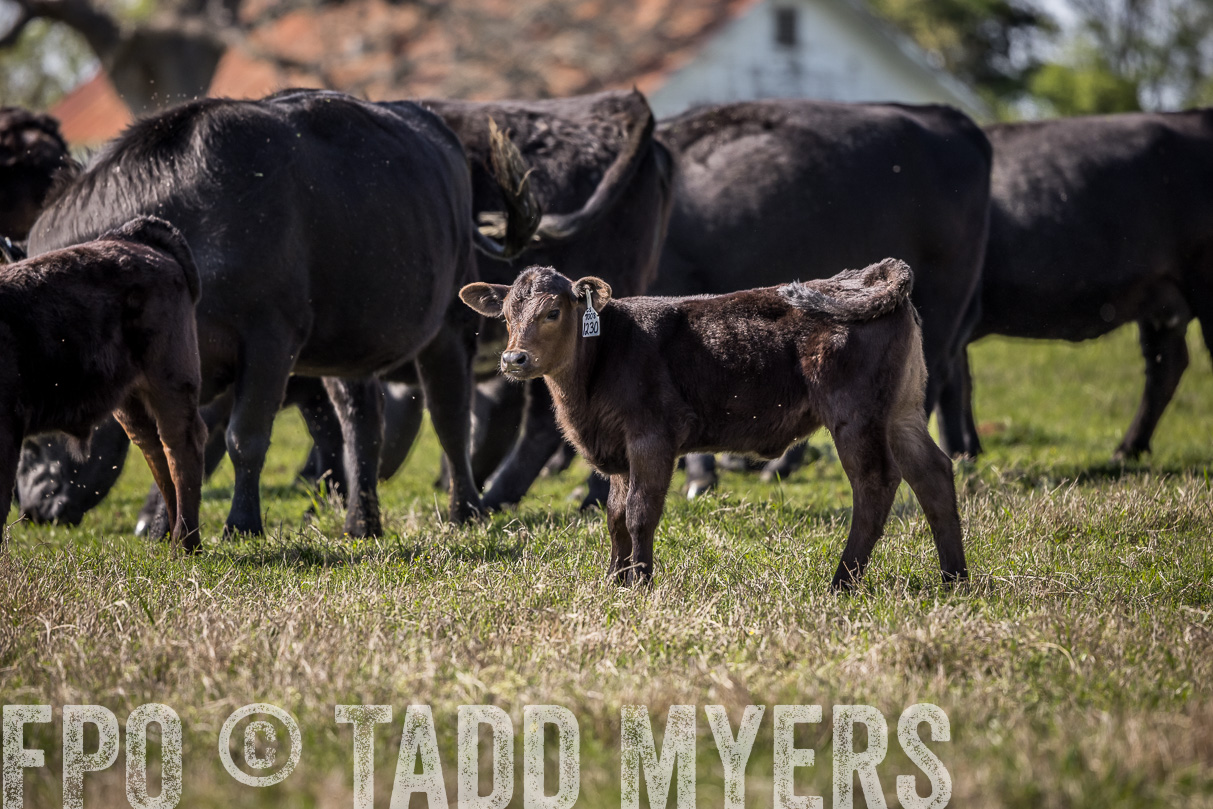 TMyers_44Farms_Cameron_March2021-4066
