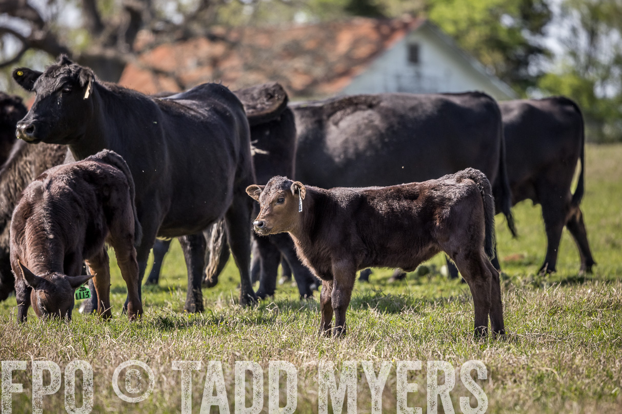 TMyers_44Farms_Cameron_March2021-4073