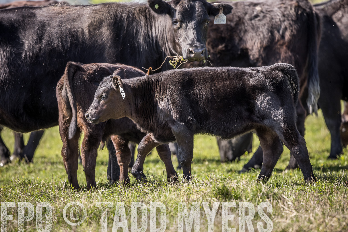 TMyers_44Farms_Cameron_March2021-4079