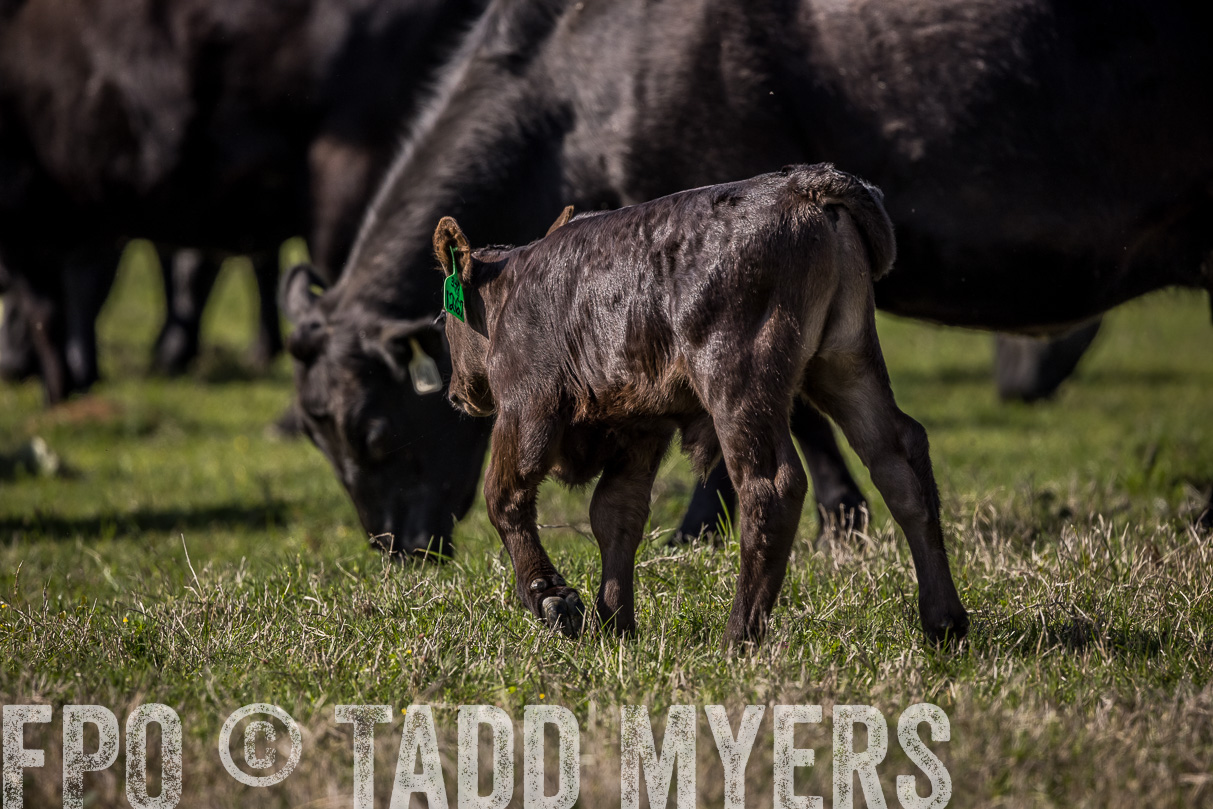 TMyers_44Farms_Cameron_March2021-4086