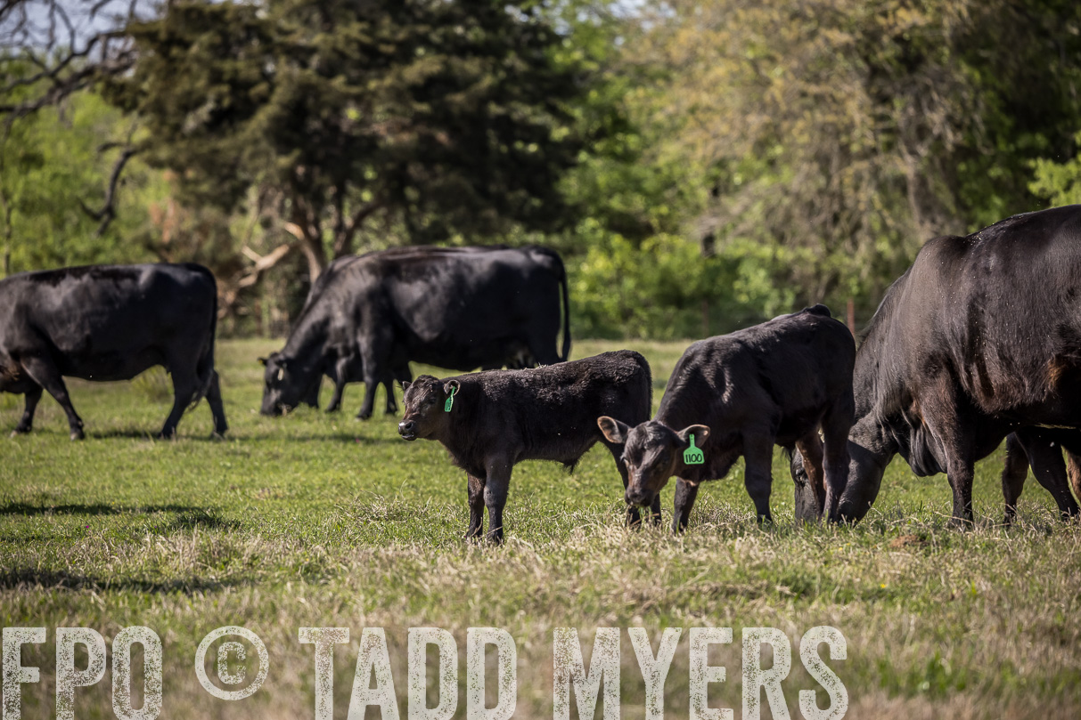 TMyers_44Farms_Cameron_March2021-4097